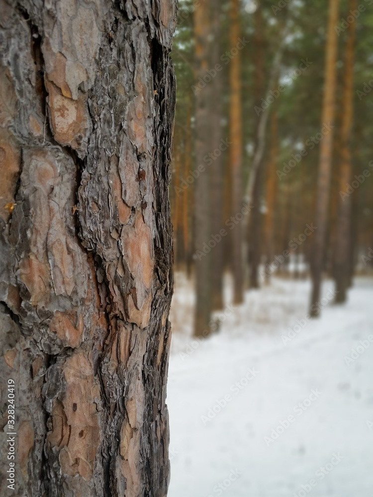 Macro shot of pine, embossed bark.