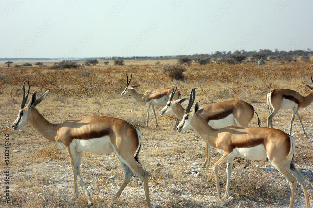 Fototapeta premium Antidorcas marsupialis hofmeyri