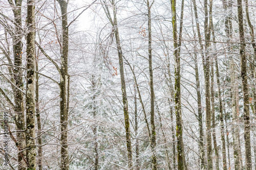 Magic of the woods during a snowfall. Val Saisera. Italy