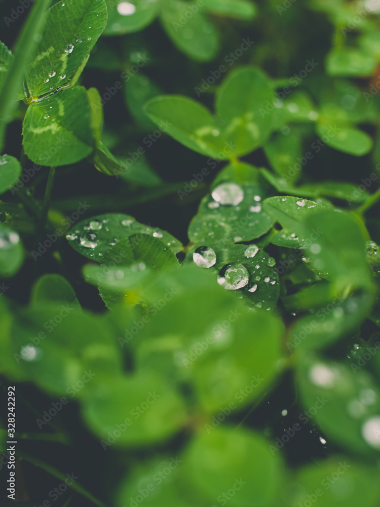 water drops on green leaf water drops on green leaf