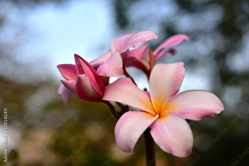 Colorful flowers in the garden.Plumeria flower blooming.Beautiful flowers in the garden Blooming in the summer.Landscaped Formal Garden.