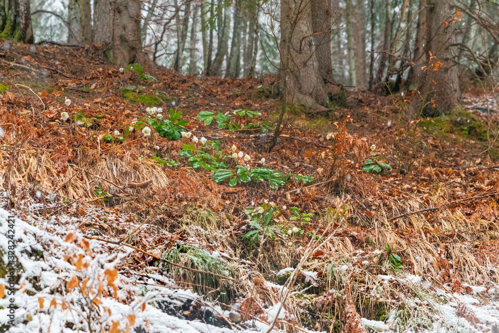 Magic of winter. Hellebore sticking out of the snow. Magic of winter. Hellebore sticking out of the snow.