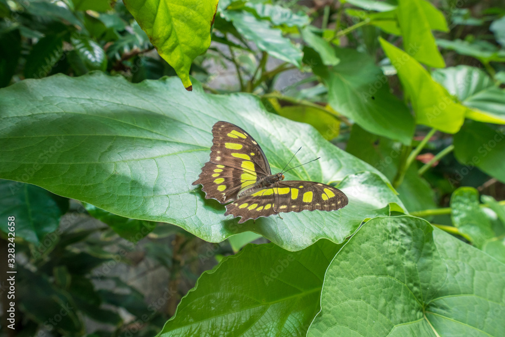 butterfly on leaf