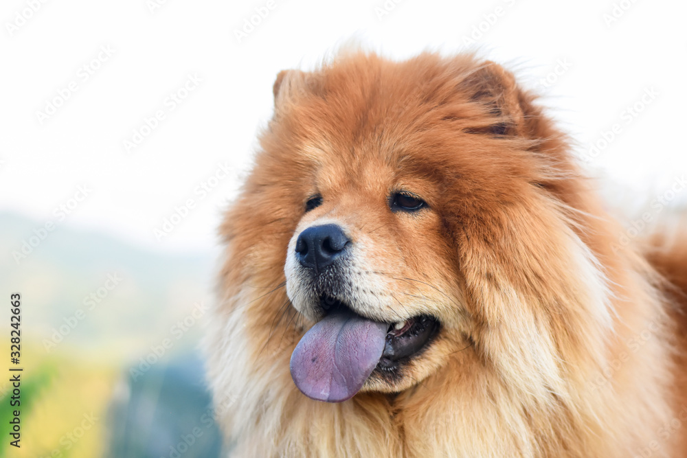 Beautiful dog chow-chow outside. Purebred dog chow chow on mountain over the canyon