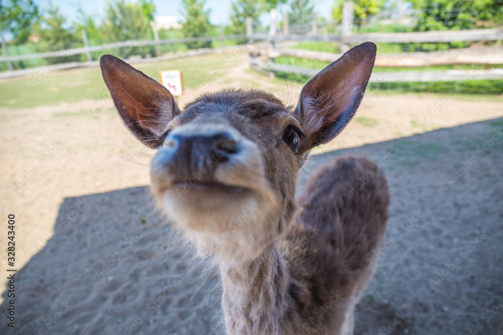 Fototapeta premium Close up of a Fallow Deer buck Dama dama. Fallow deer Dama hind looking at camera while grazing on a glade. Chleby, Czech republic. Sunny wether.