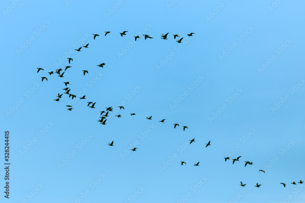 Migrating group of geese in the spring morning Migrating group of geese in the spring morning