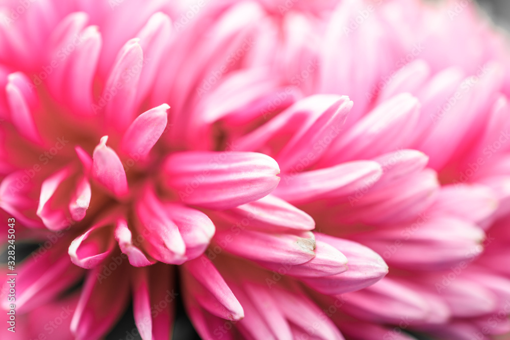 petals of pink flower