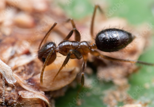 Macro Photo of Tiny Ant Eating Dry Bird Poop on Green Leaf © backiris
