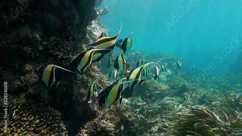 Zanclus cornutus fish swimming in tropical sea of Zanzibar photo