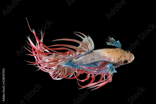 White red and blue crowntail , White red and blue betta fish, Siamese fighting fish, betta splendens (Halfmoon betta, Pla-kad (Biting fish) isolated on black background.