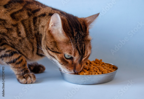 Fototapeta Naklejka Na Ścianę i Meble -  Cat eats feed from a cup
