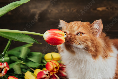 Fluffy ginger cat sniffs a red tulip. Cat on a background of spring flowers.