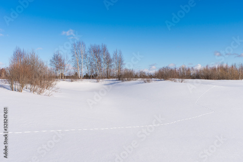 Traces of animals in a winter snow field