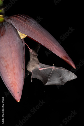 Lonchophylla robusta, Orange nectar bat The bat is hovering and drinking the nectar from the beautiful flower in the rain forest, night picture, Costa Rica photo