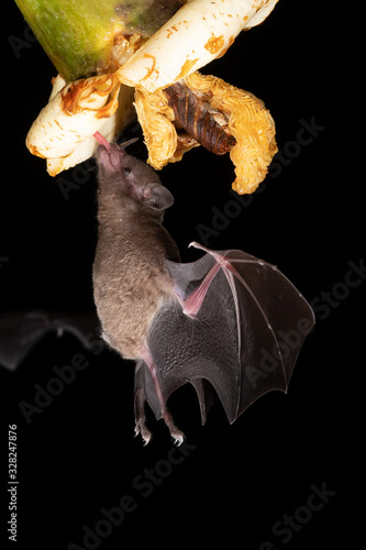 Lonchophylla robusta, Orange nectar bat The bat is hovering and drinking the nectar from the beautiful flower in the rain forest, night picture, Costa Rica photo