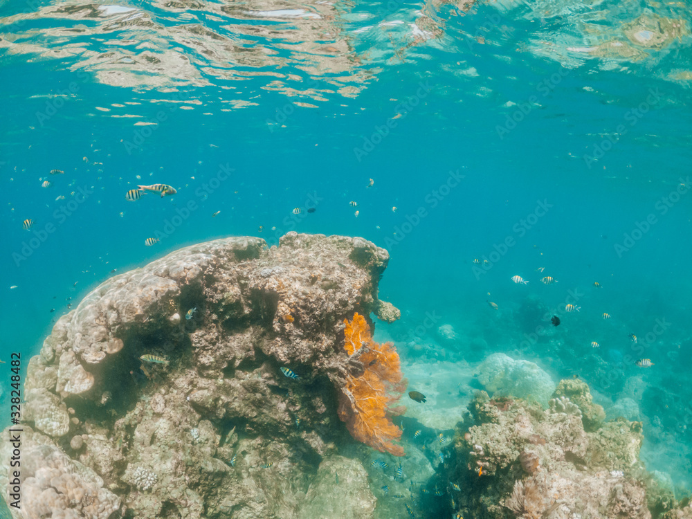 Underwater shot of coral reef, Lipah beach, Amed, Bali.