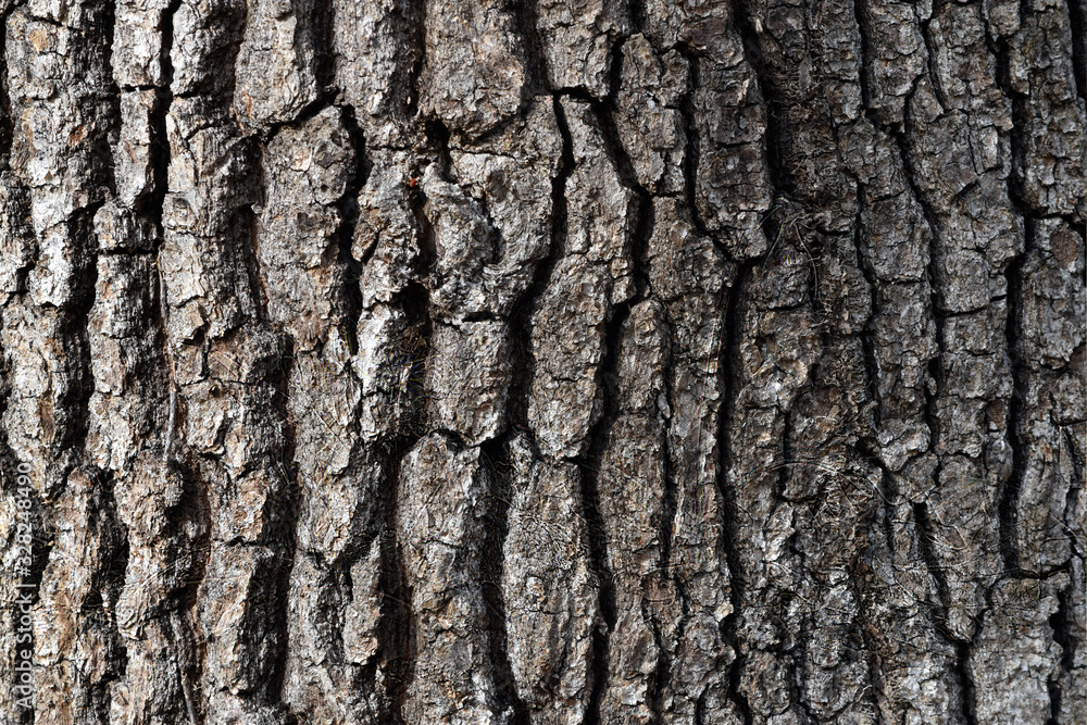 Oak Bark, closeup stock photography Oak Bark, closeup stock photography