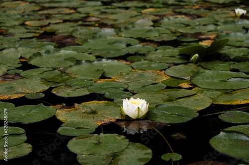 water lily