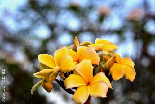 Yellow frangipani flower isolated on green background