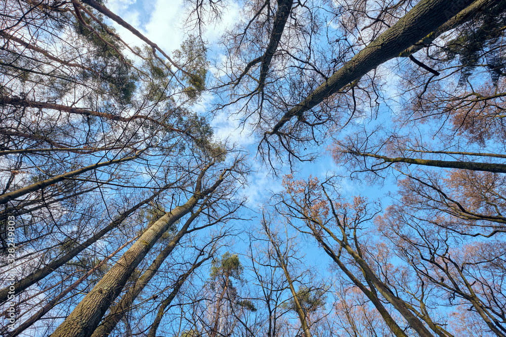 Obraz premium Look upwards to the blue sky with white clouds through the tall bare trees of a mixed forest at the end of winter. Seen in February in Bavaria, Germany