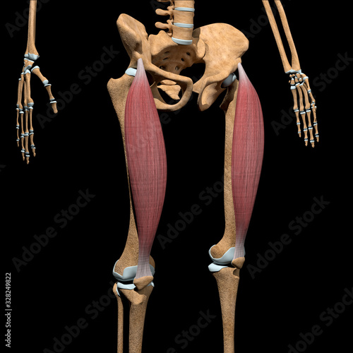 3d Illustration of the Rectus Femoris Muscles on Skeleton photo