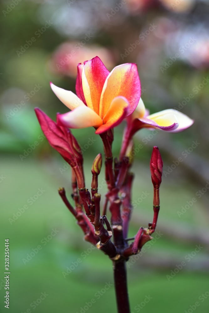 Fototapeta premium Colorful flowers in the garden.Plumeria flower blooming.Beautiful flowers in the garden Blooming in the summer