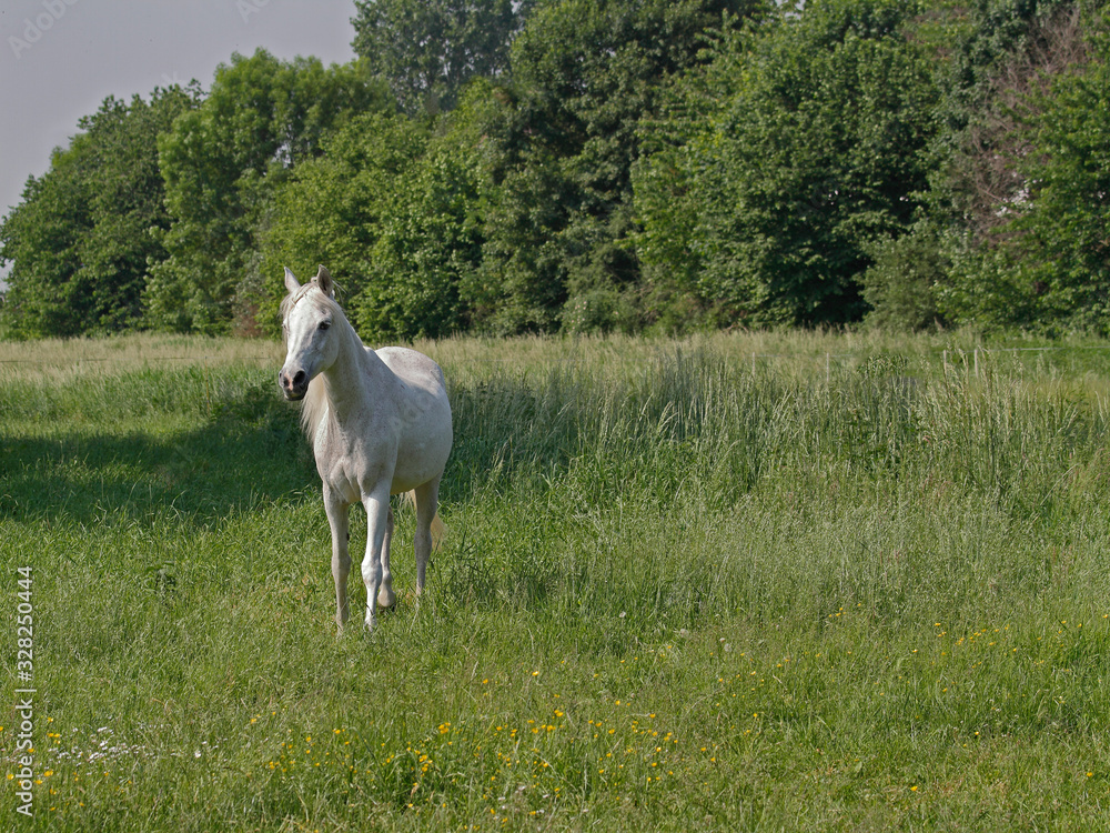 Fototapeta premium Schimmel auf Weide