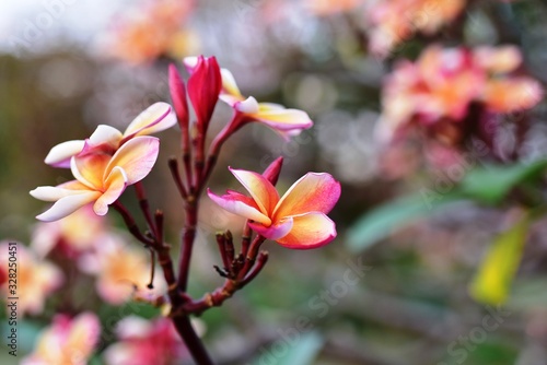 Beautiful flowers in the garden Blooming in the summer.Landscaped Formal Garden.