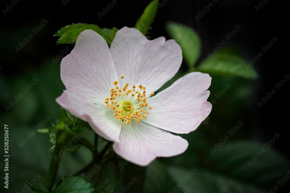 Heckenrose Heckenrose