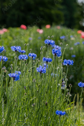 花畑に青いヤグルマギク／Centaurea cyanus