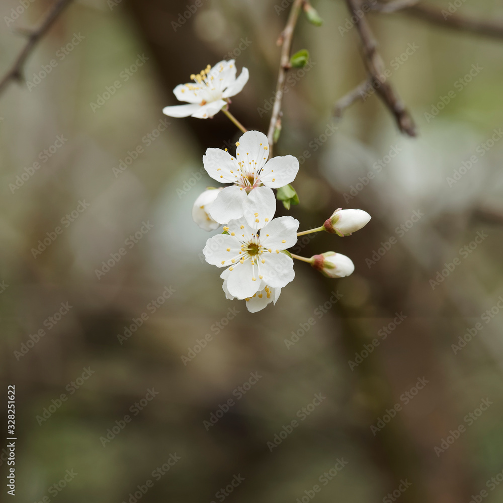(Prunus domestica syriaca) Gros plan sur bourgeons et fleurs du mirabellier aux pétales blanches, solitaires aux nombreuses étamines (Prunus domestica syriaca) Gros plan sur bourgeons et fleurs du mirabellier aux pétales blanches, solitaires aux nombreuses étamines