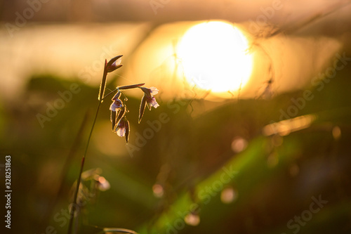 silhouette of grass flower and tree during sunset, sun beam sun flare