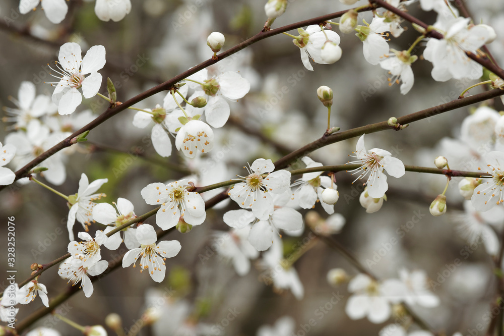 (Prunus domestica syriaca) Mirabellier aux branches et rameaux dénudés, lisses et grisâtre ornés de petite fleurs blanches et bourgeons printanier (Prunus domestica syriaca) Mirabellier aux branches et rameaux dénudés, lisses et grisâtre ornés de petite fleurs blanches et bourgeons printanier