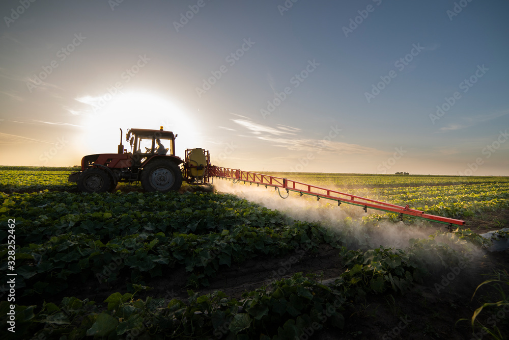 Fototapeta premium Tractor spraying vegetable field in sunset.