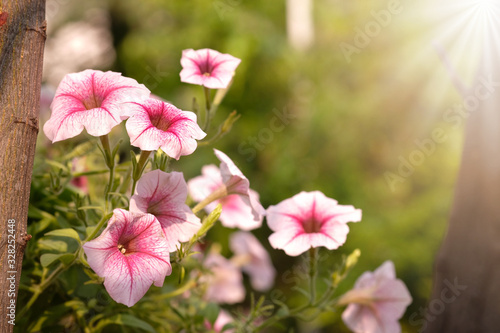 Beautiful pink colored petunias flowers with sunlight in the garden. Petunia flowers in the garden. Petunias wave.