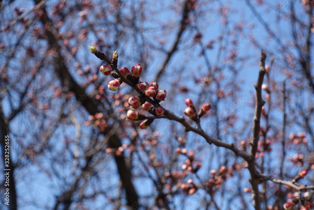 Flower buds of apricot tree against blue sky in spring