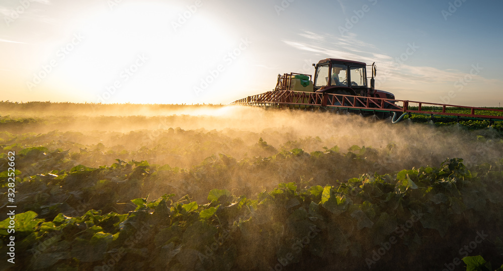 Naklejka premium Tractor spraying vegetable field in sunset.