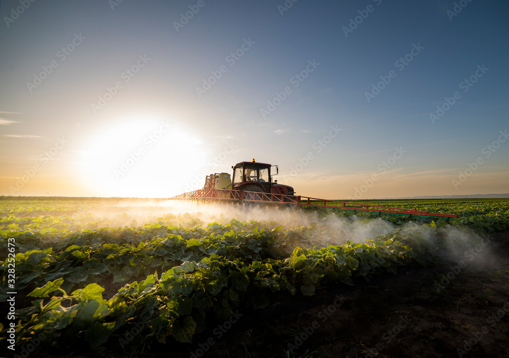 Naklejka premium Tractor spraying vegetable field in sunset.