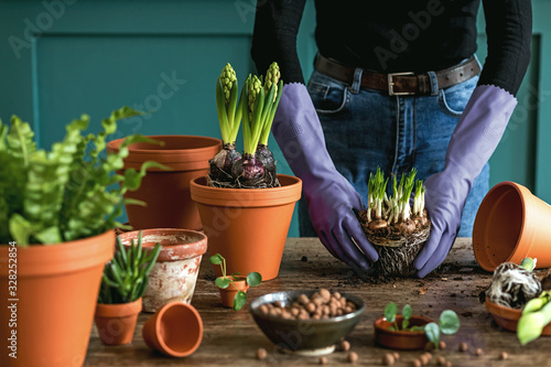 Woman gardeners transplanting plants in ceramic pots on the retro wooden table. Concept of home garden. Spring time. Blossom. Interior with a lot of plants. Taking care of home plants. Template.