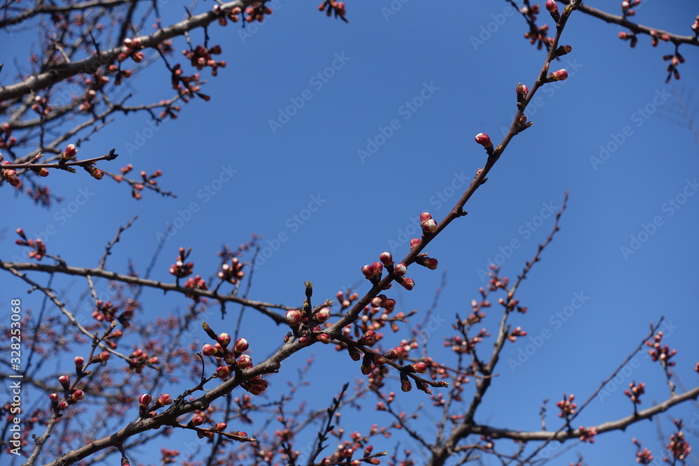 Pink flower buds of apricot tree against blue sky in spring Pink flower buds of apricot tree against blue sky in spring