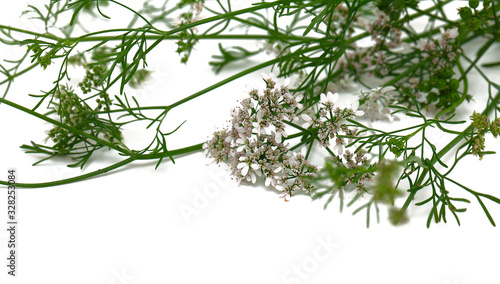 cilantro isolated