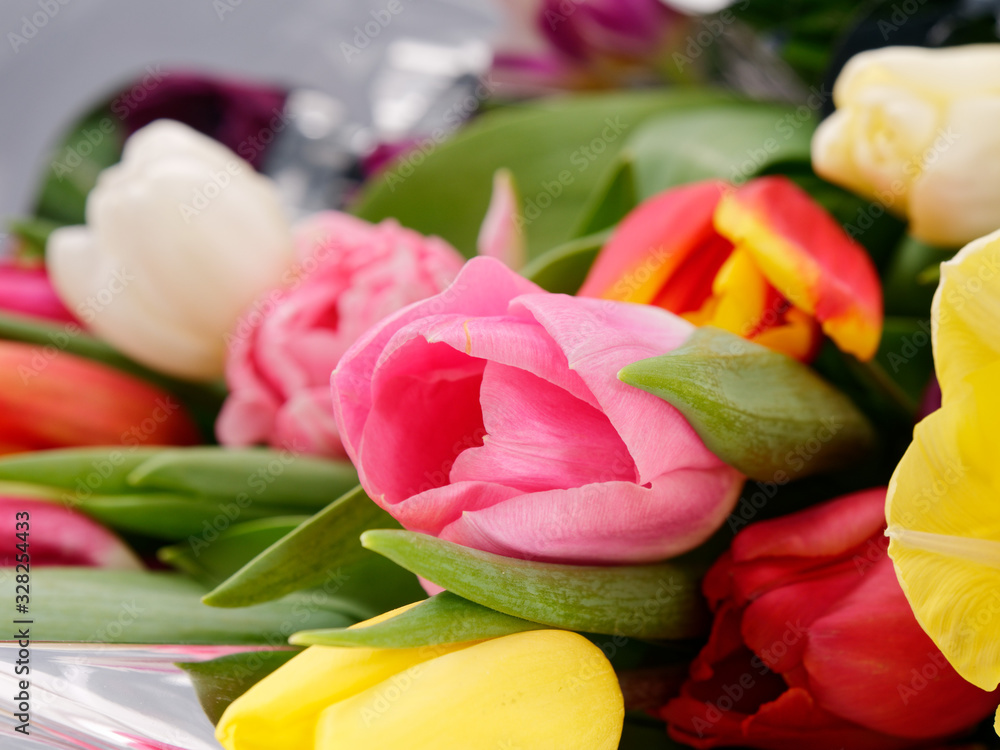 spring tender flowers tulips on a gray background spring tender flowers tulips on a gray background