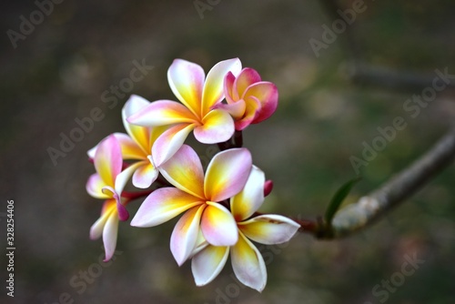 Colorful flowers in the garden.Plumeria flower blooming.Beautiful flowers in the garden Blooming in the summer
