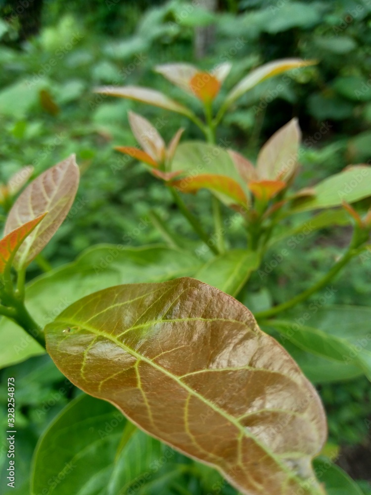 Green young avocado (Persea americana) leaves in the nature background Green young avocado (Persea americana) leaves in the nature background