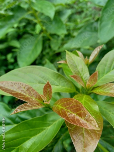 Green young avocado (Persea americana) leaves in the nature background