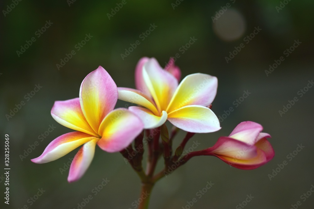 Colorful flowers in the garden.Plumeria flower blooming.Beautiful flowers in the garden Blooming in the summer