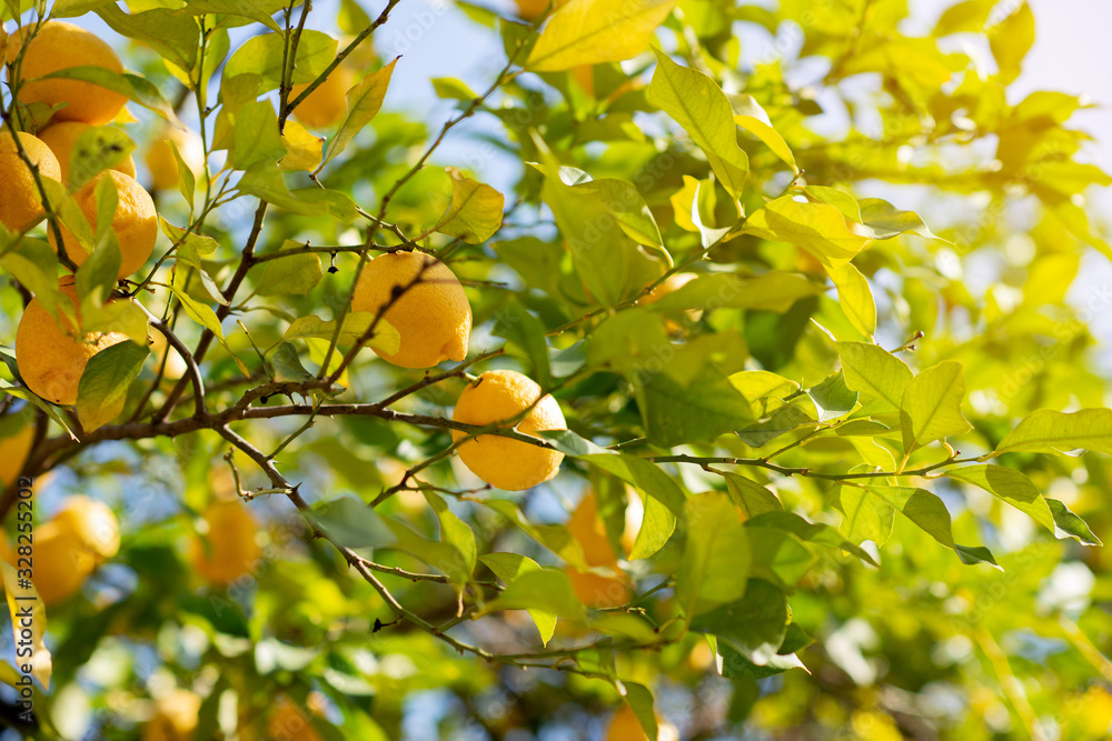 Lemon tree with ripe fruits. Branch of fresh ripe lemons with leaves in sun beams. Mediterranean citrus grove Lemon tree with ripe fruits. Branch of fresh ripe lemons with leaves in sun beams. Mediterranean citrus grove
