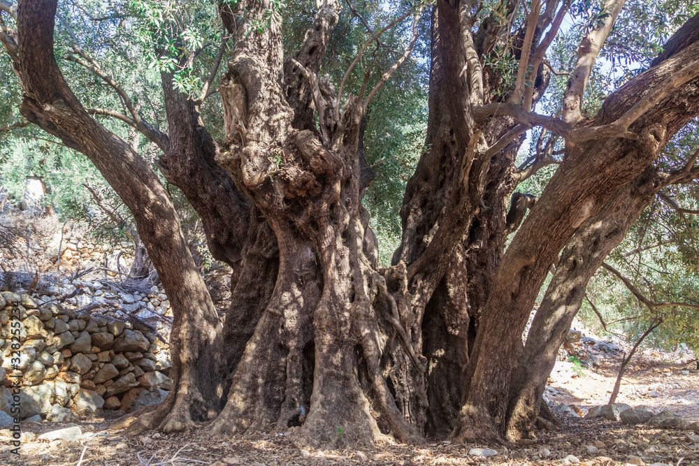 olive tree old in Turkey, Likia way