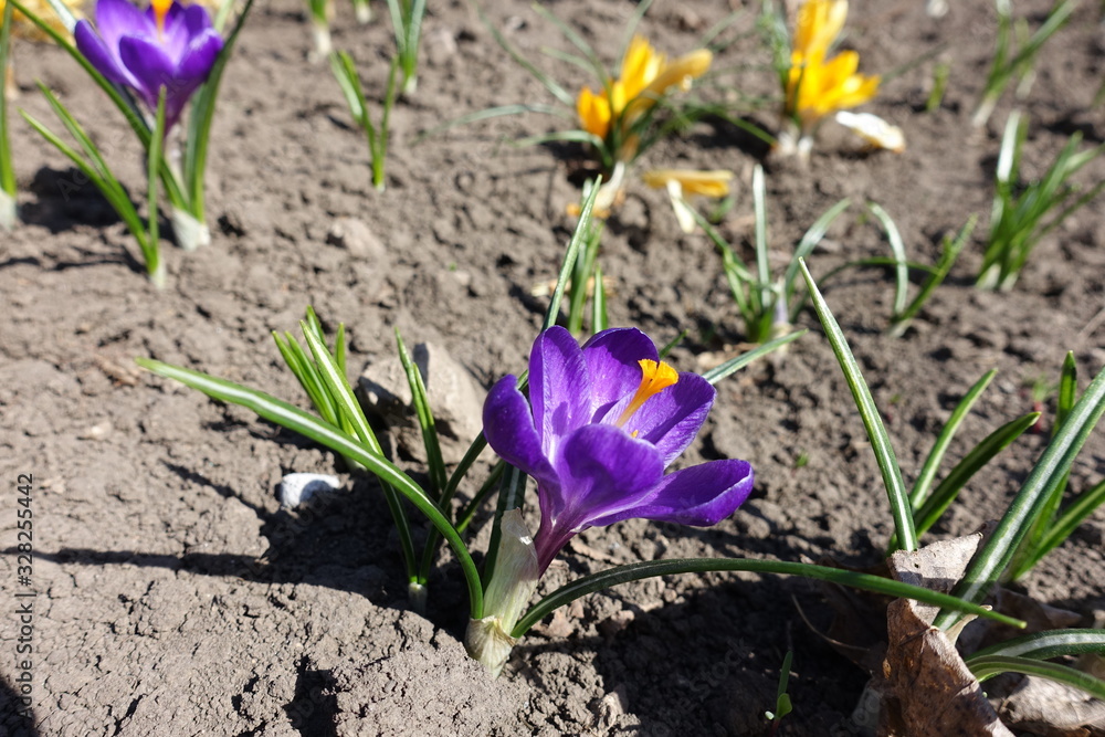 Flowers of purple and yellow crocuses in April Flowers of purple and yellow crocuses in April
