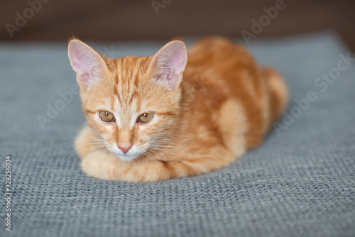 Cute red kitten with classic marble pattern lies on sofa. Adorable little pet. Cute child animal